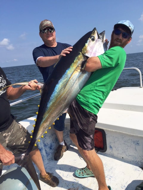 catch huge yellowfin tuna