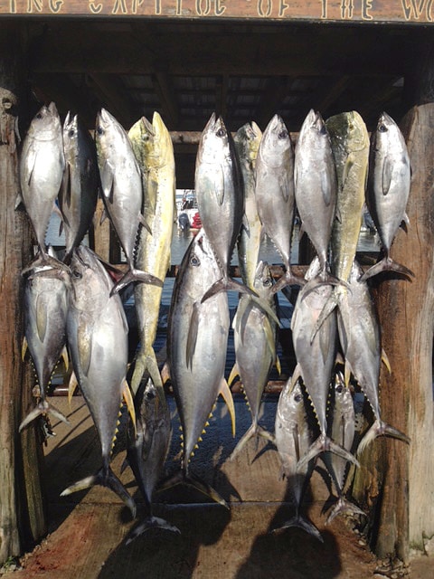 limit out charter fishing