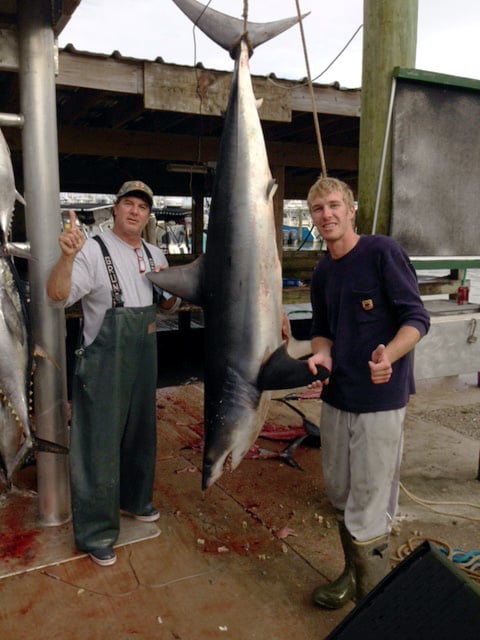 shark caught in Gulf charter fishing