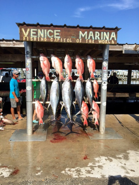 Fish caught from tuna fishing charter