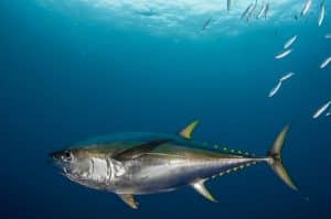 Identifying yellowfin tuna