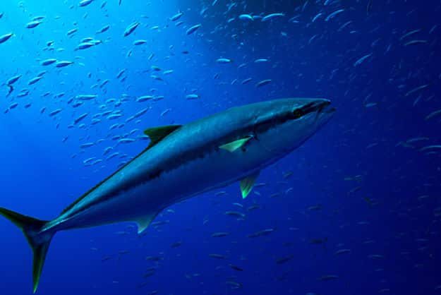 identifying Louisiana yellowfin tuna