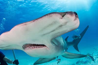 hammerhead shark fishing in venice la