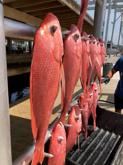 CATCHING SNAPPER OFFSHORE