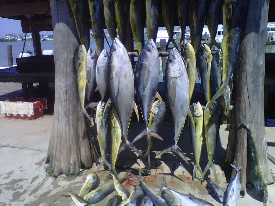 Catching Yellowfin Tuna is an Art