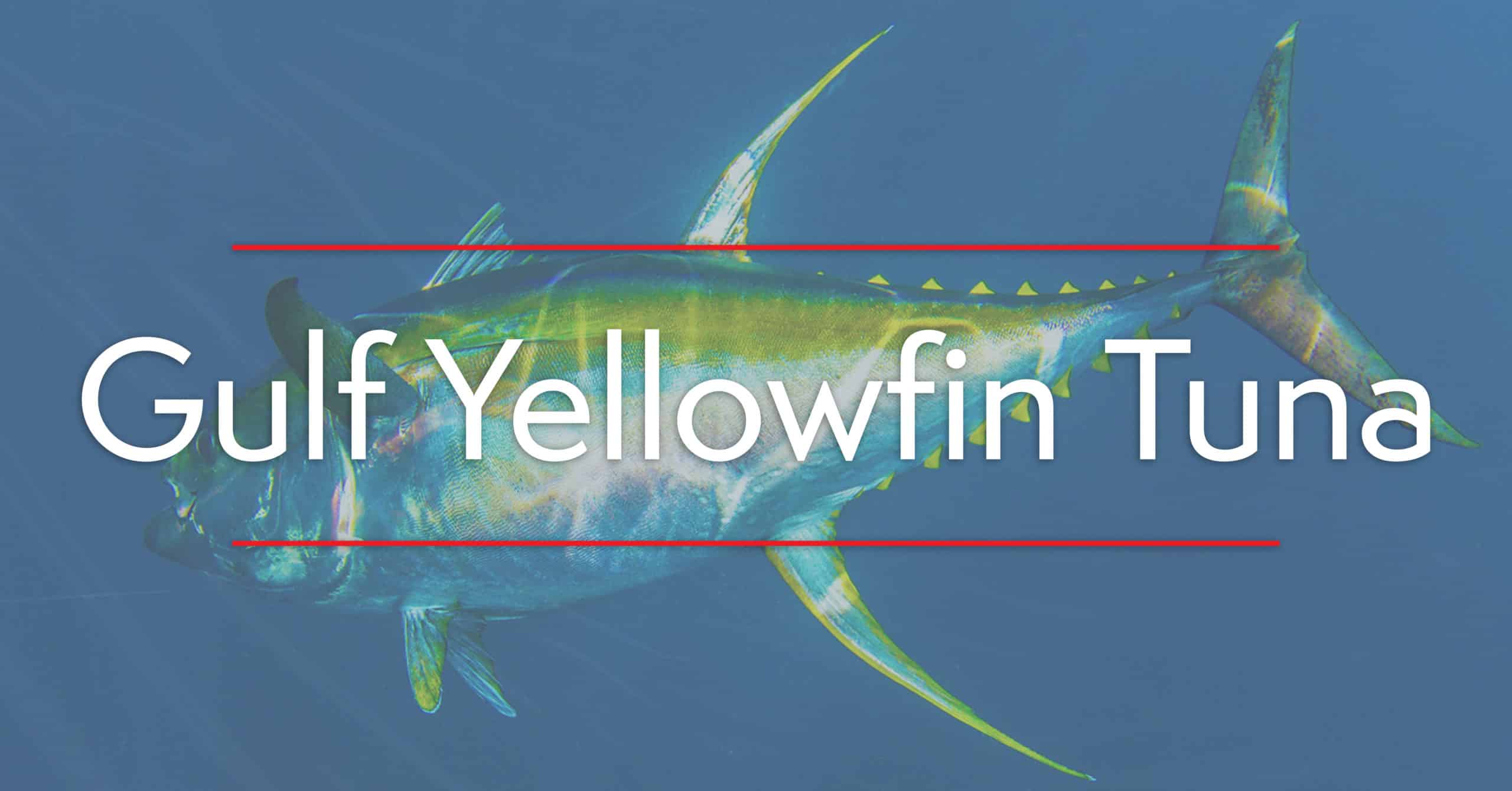 Gulf Yellowfin Tuna