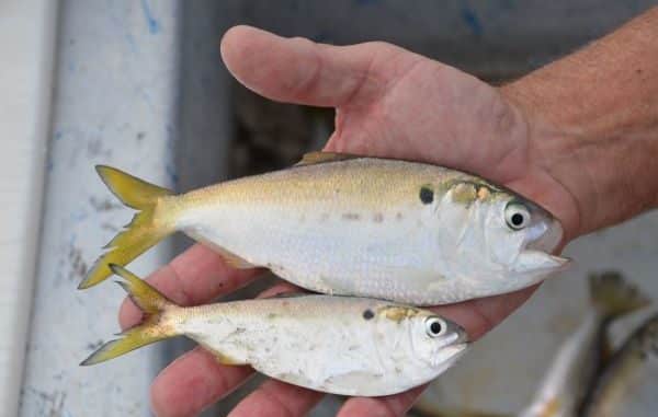 Menhaden fish