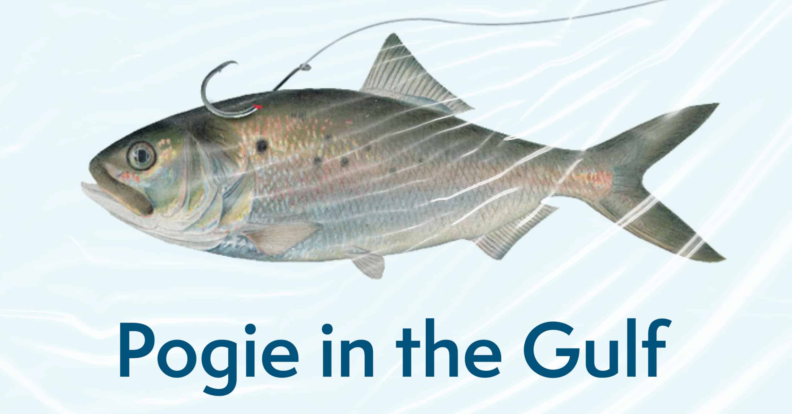 Pogie in the Gulf
