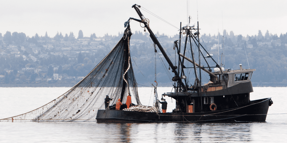 Menhaden Fishery