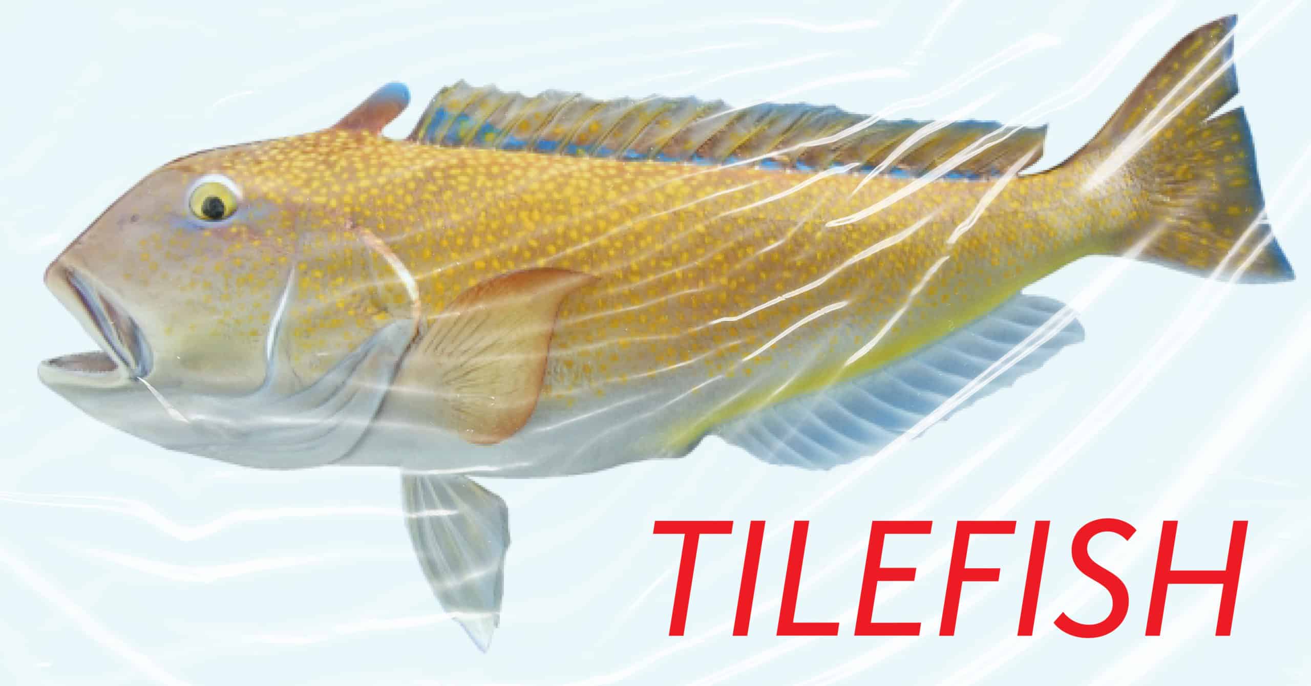 Tilefish
