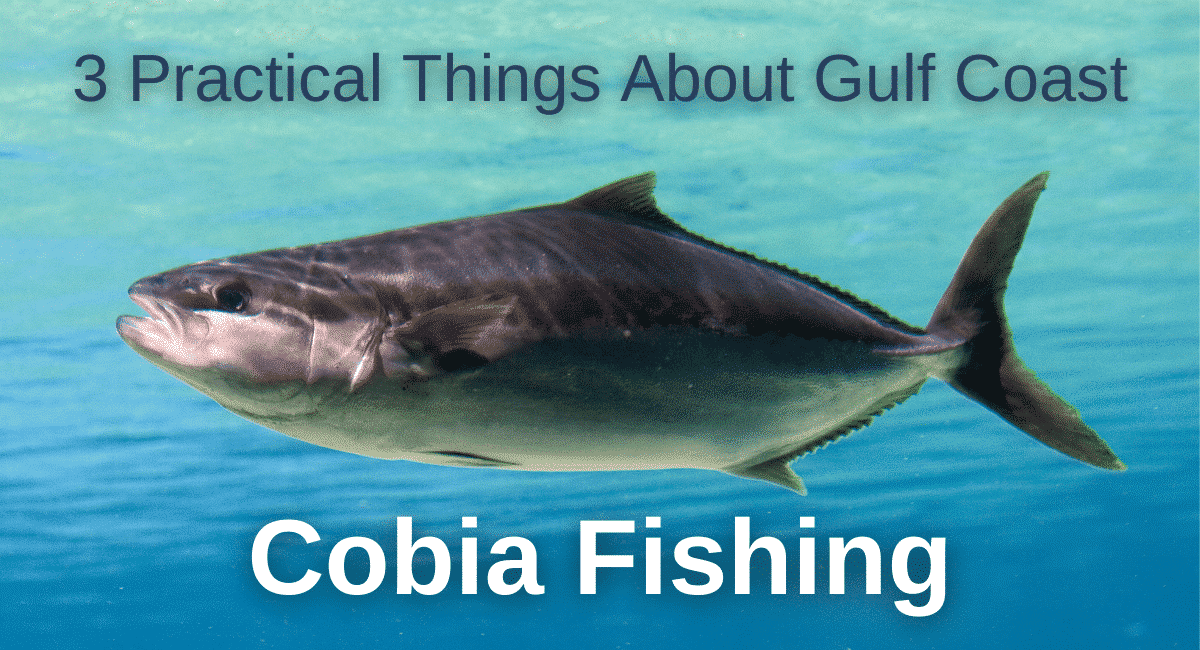 fishing for cobia