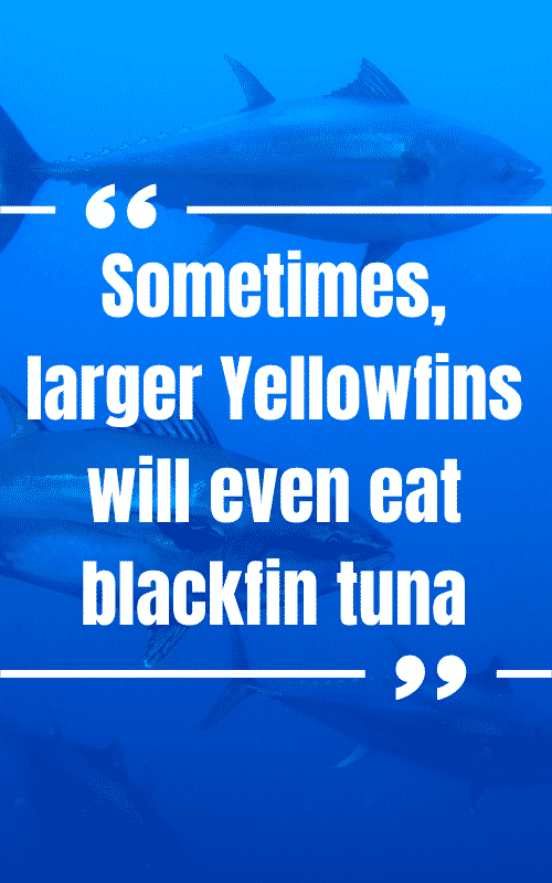 how to catch yellowfin tuna