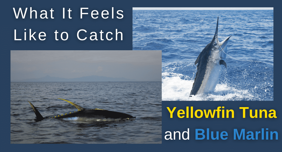 catching yellowfin tuna and blue marlin