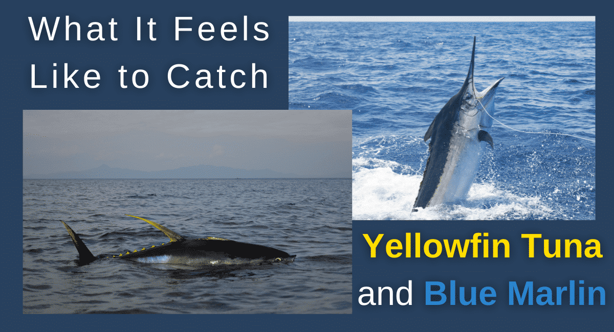 What It Feels Like to Catch Yellowfin Tuna and Blue Marlin