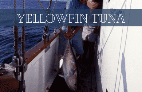 catching a yellowfin tuna