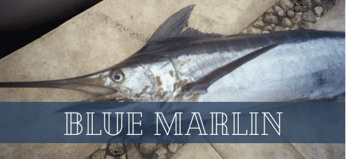 catching a blue marlin