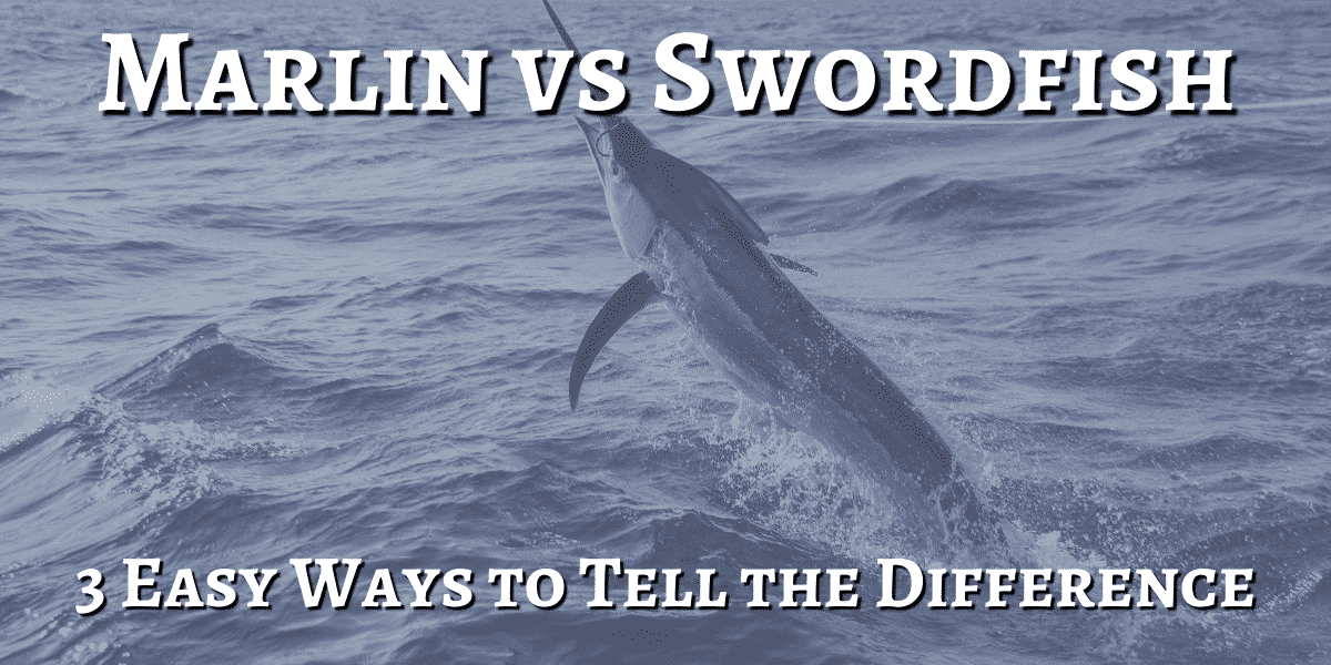 marlin vs swordfish