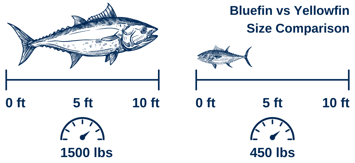 Bluefin vs Yellowfin Size Comparison