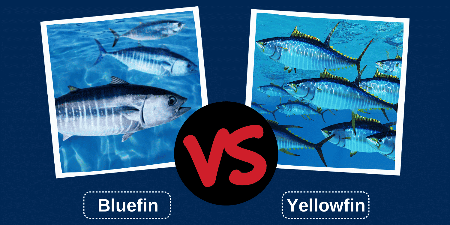 Bluefin vs Yellowfin Tuna