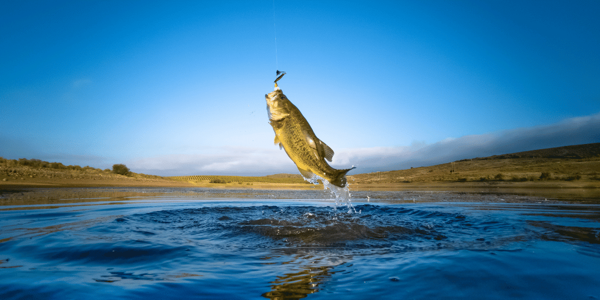 catching a bass while fishing in Louisiana