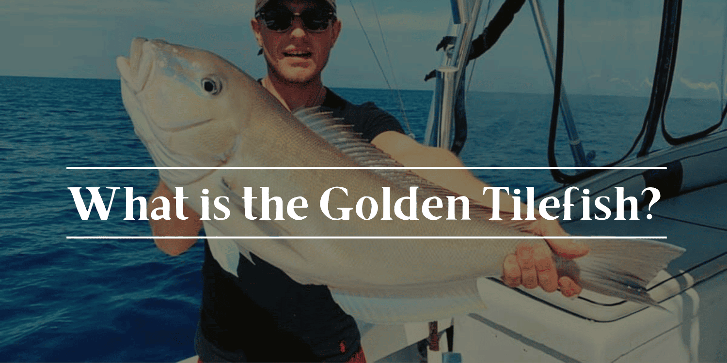 What is the Golden Tilefish?