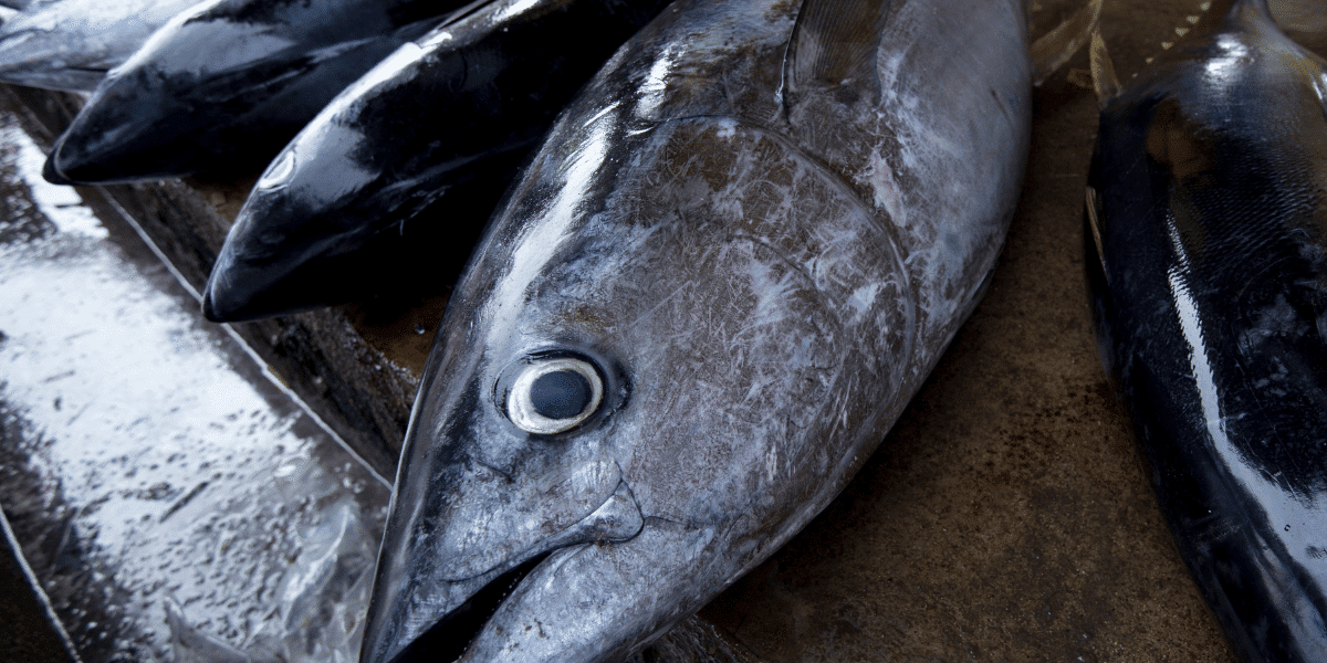 Yellowfin tuna at market
