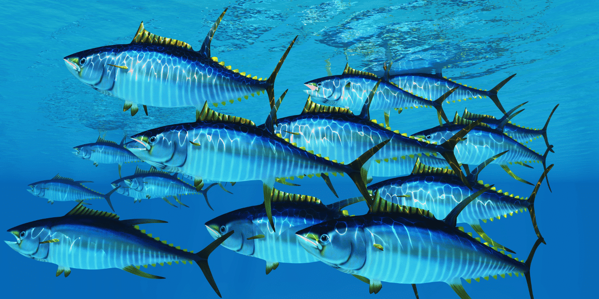 A school of yellowfin tuna in the Gulf of Mexico