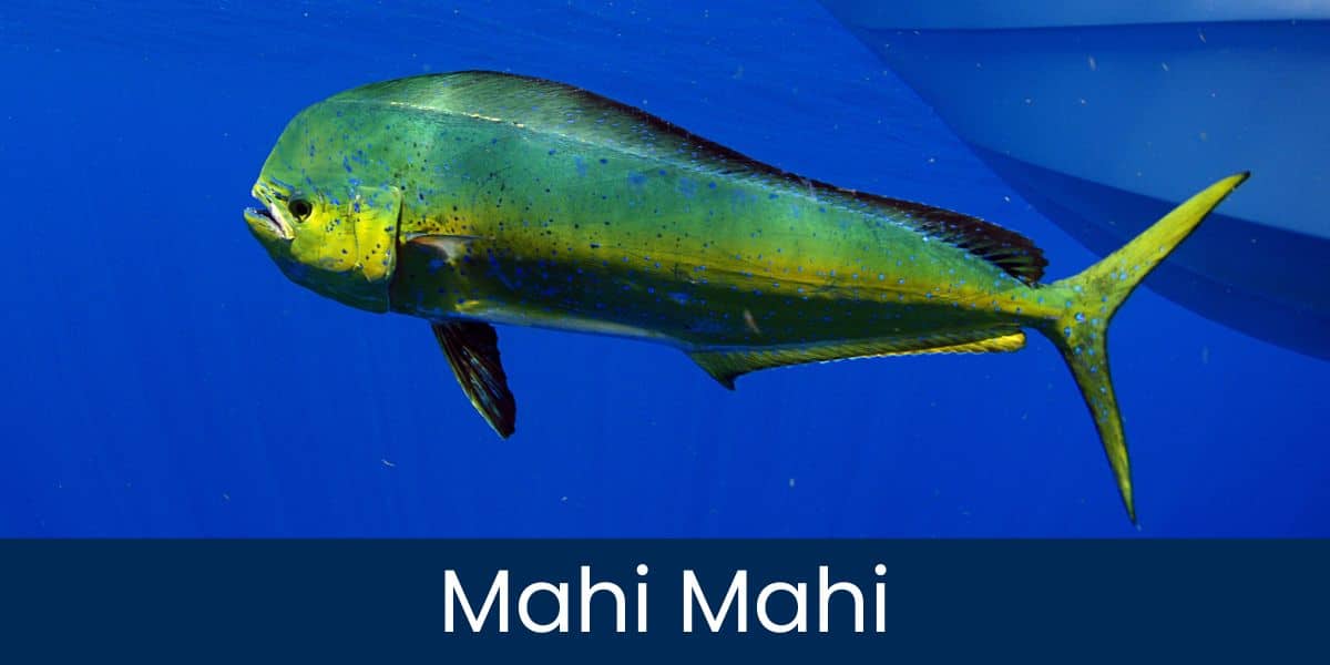 Mahi Mahi