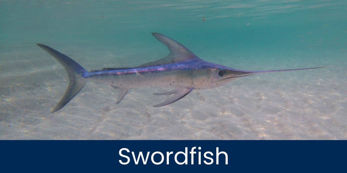 Swordfish