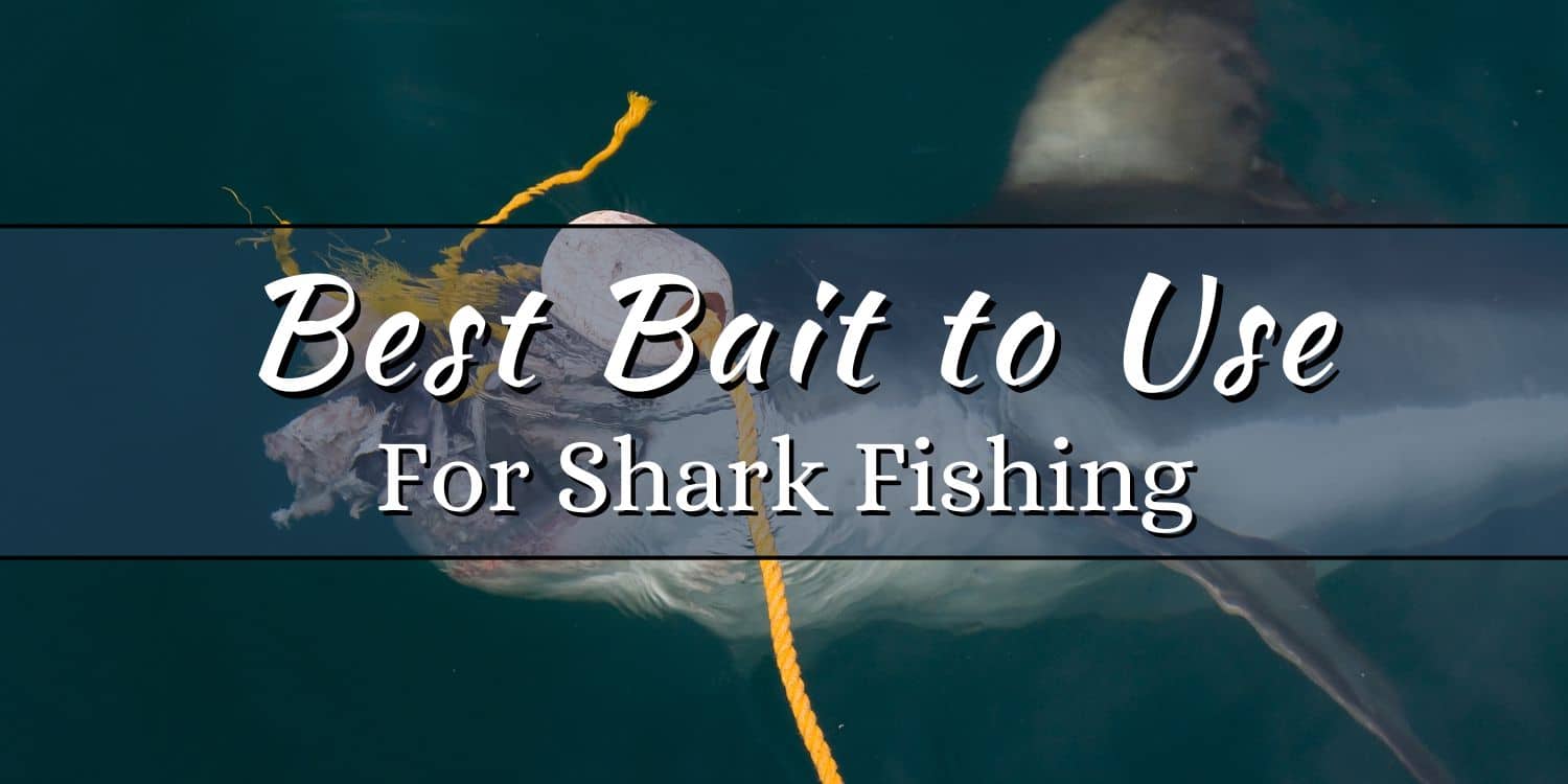 Best Bait for Shark Fishing