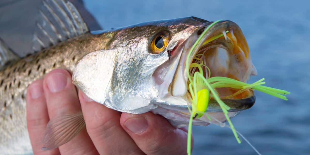 speckled trout