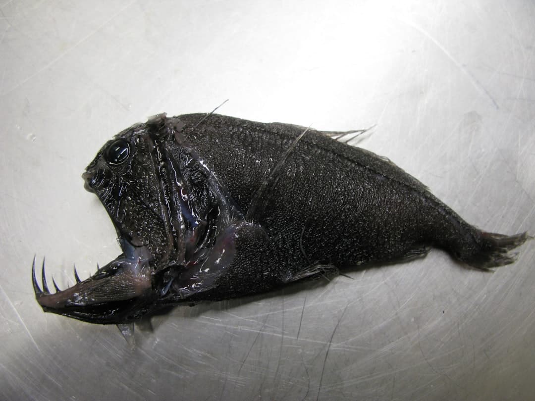 Large yellowfin tuna fish