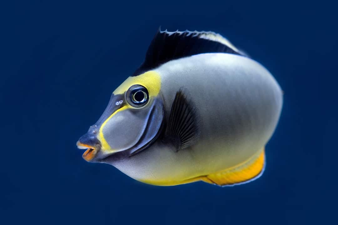 A large yellowfin tuna fish.
