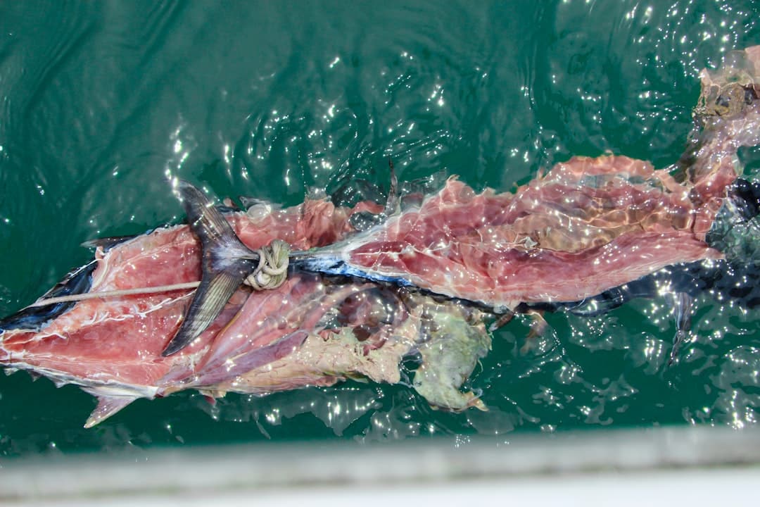 Large yellowfin tuna being held by an angler