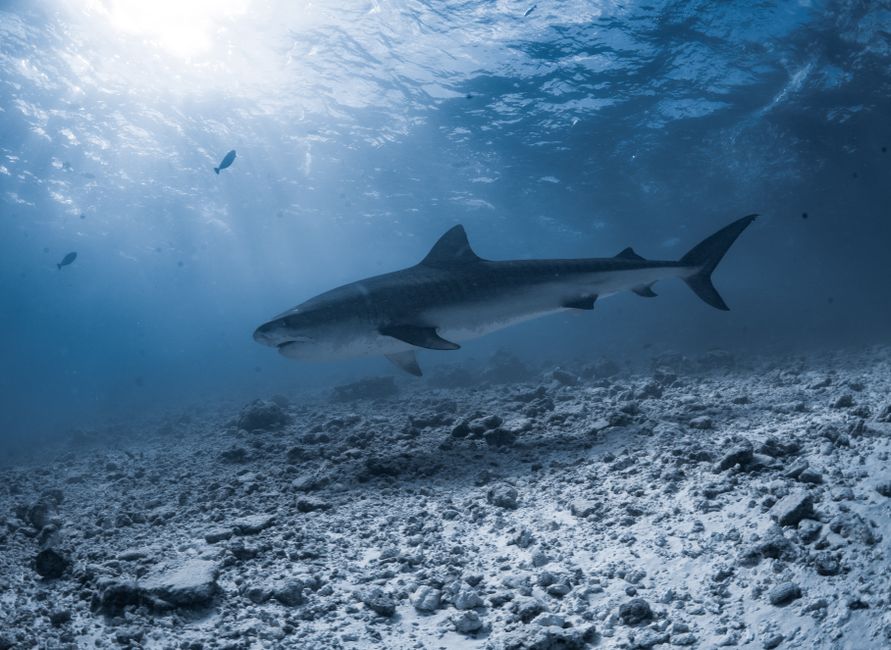 Large, powerful yellowfin tuna glides through the deep blue ocean, with sunlight filtering down from the surface, creating...